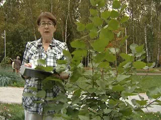 Крупноплодный боярышник. Титова Г.Т.