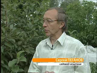 Стланцевые яблони. Пеганов С.А.