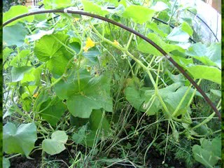Сроки посева овощных и цветочных культур. Титова Г.Т.