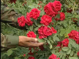 Плетистые розы. Овечкин И.Д.