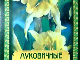 Стартуют клубнелуковичные – ацидантера, тубероза, клубневая бегония. Кошелева Г.З.