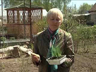 Посадка лука порея. Кузьминова Н.В.