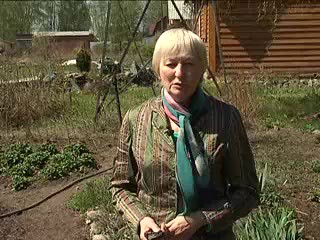 Перезимовка роз. Кузьминова Н.В.
