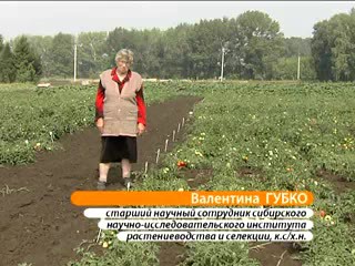 Сибирские сорта томата. Губко В.Н.