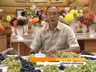 Осенние работы на винограднике. Пеганов С.А.