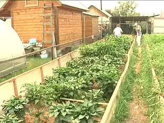 Болезни плодов томата и огурца. Титова Г.Т.