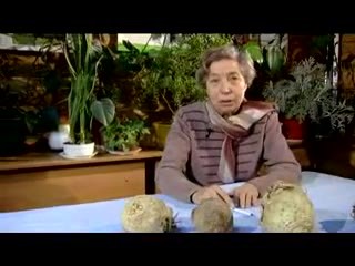 Сельдерей Быкова Л.С.