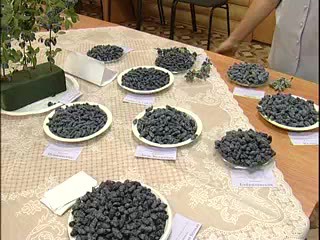 Перспективные сорта жимолости. Воробьева Н.М.