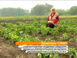 Новосибирские перцы. Губко В.Н.