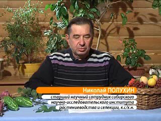 Как правильно «кормить» картофель. Полухин Н.И.