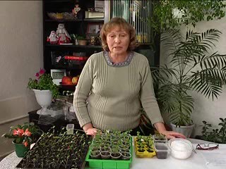 Рассада земляники из семян. Миренич З.И.
