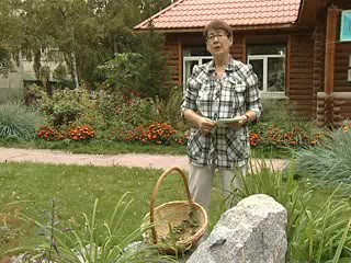 Фундук в Сибири. Титова Г.Т.