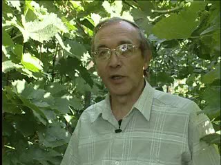 Сорта винограда. Пеганов С.А.