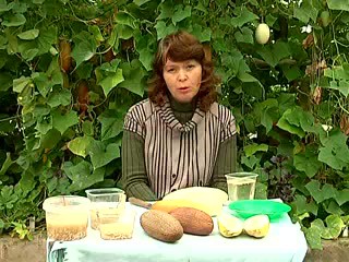 Получение семян огурца. Штайнерт Т.В.