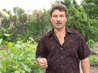 Весенние работы на винограднике. Воронцов А.Н.