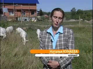 Зааненские козы. Кунаева Н.В.