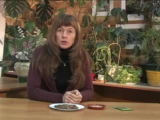 Фасоль в огороде Паркина О.В.