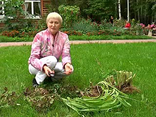 Размножение многолетников. Кузьминова Н.В.