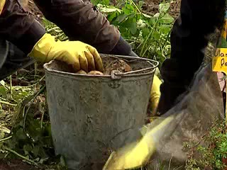 Обеззараживание теплиц. Титова Г.Т.