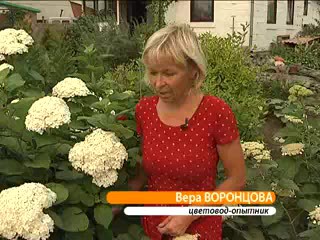 Гортензия в саду. Воронцова В.Ю.